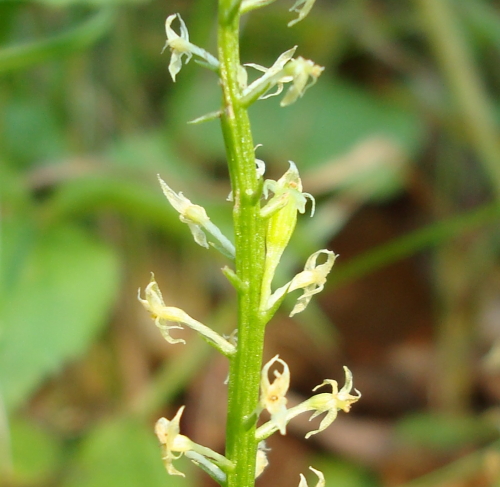 Chamorchis alpina, Malaxis monophyllos e altro...